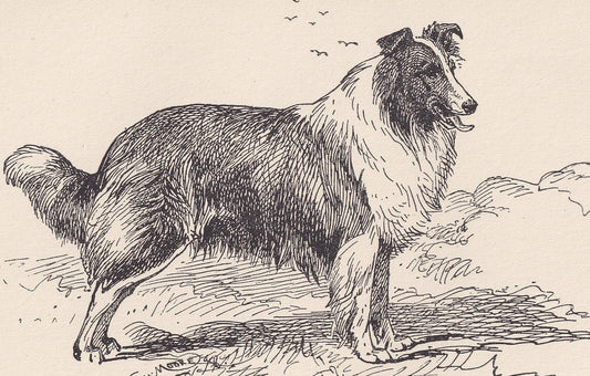 1900 ROUGH COLLIE DOG Print - Original Antique Dog Print - R. H. Moore - Dog Wall Art - Dog Lover - Dog Gift - 8.6 x 5.6 Inch