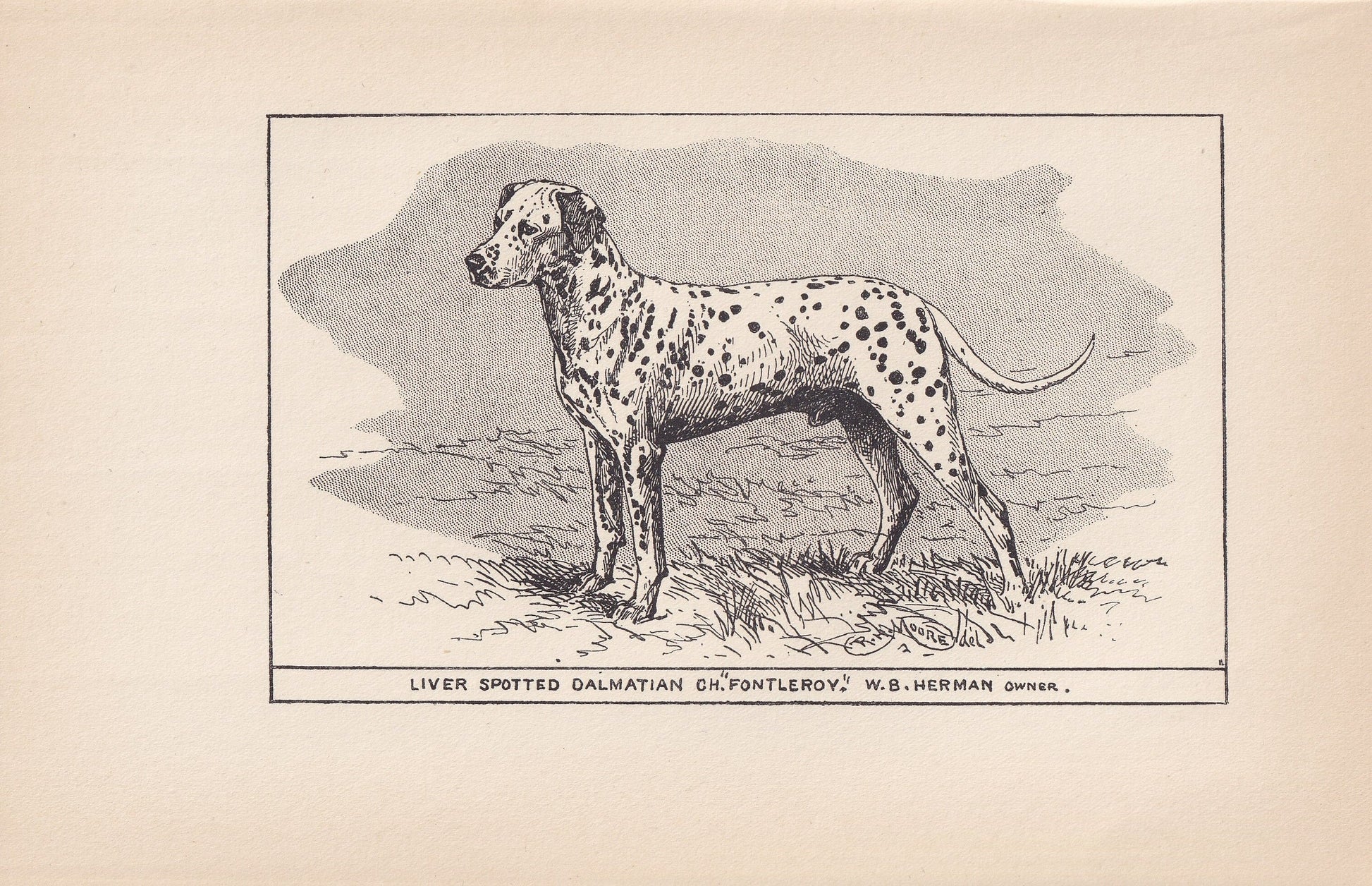 1900 DALMATIAN DOG Print - Original Antique Dog Print - R. H. Moore - Dog Wall Art - Dog Lover - Dog Gift - 8.6 x 5.6 Inches