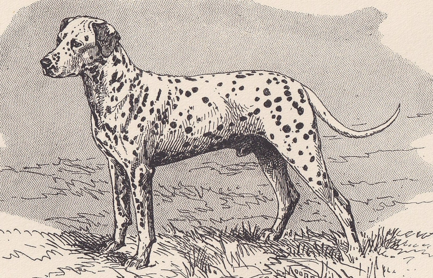 1900 DALMATIAN DOG Print - Original Antique Dog Print - R. H. Moore - Dog Wall Art - Dog Lover - Dog Gift - 8.6 x 5.6 Inches