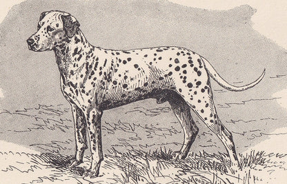 1900 DALMATIAN DOG Print - Original Antique Dog Print - R. H. Moore - Dog Wall Art - Dog Lover - Dog Gift - 8.6 x 5.6 Inches
