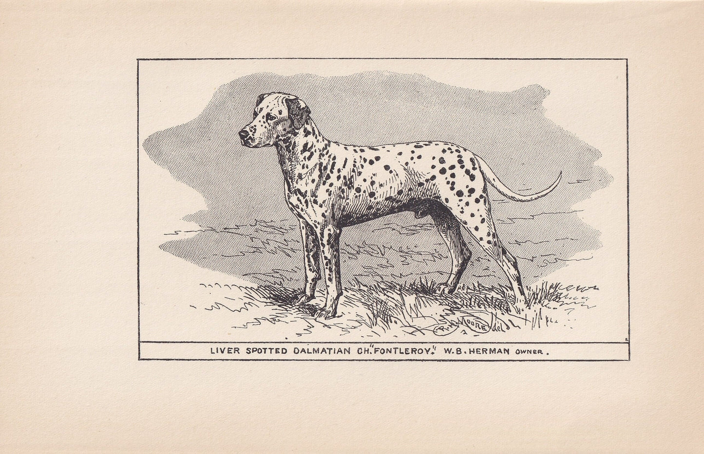 1900 DALMATIAN DOG Print - Original Antique Dog Print - R. H. Moore - Dog Wall Art - Dog Lover - Dog Gift - 8.6 x 5.6 Inches