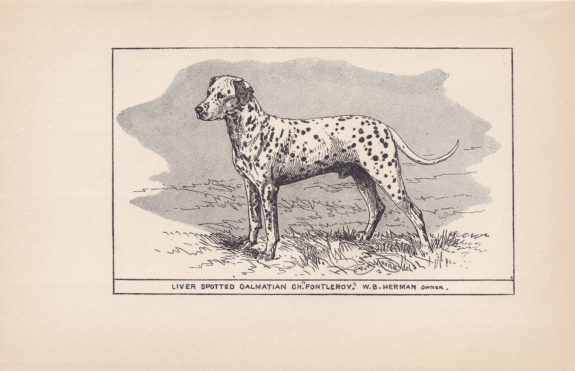 1900 DALMATIAN DOG Print - Original Antique Dog Print - R. H. Moore - Dog Wall Art - Dog Lover - Dog Gift - 8.6 x 5.6 Inches
