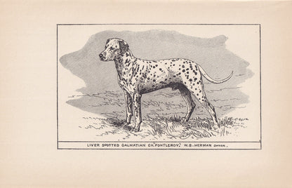 1900 DALMATIAN DOG Print - Original Antique Dog Print - R. H. Moore - Dog Wall Art - Dog Lover - Dog Gift - 8.6 x 5.6 Inches