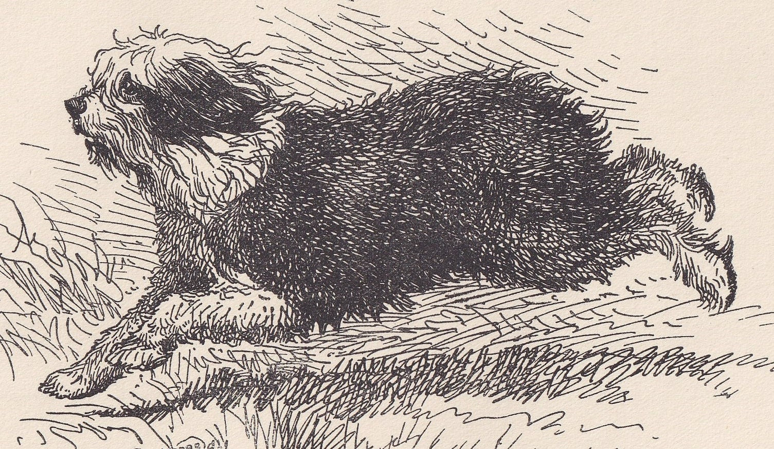 1900 OLD ENGLISH SHEEPDOG Print - Original Antique Dog Print - R. H. Moore - Dog Wall Art - Dog Lover - Dog Gift - 8.6 x 5.6 Inches