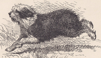 1900 OLD ENGLISH SHEEPDOG Print - Original Antique Dog Print - R. H. Moore - Dog Wall Art - Dog Lover - Dog Gift - 8.6 x 5.6 Inches