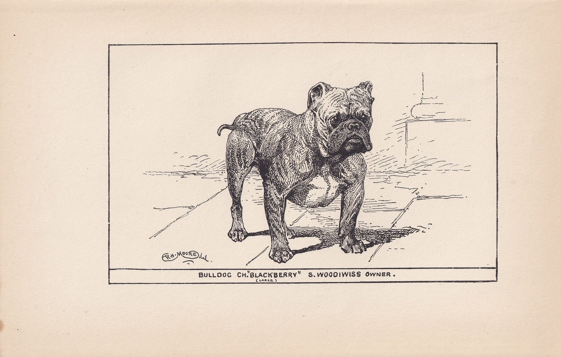 1900 BULLDOG Print - Original Antique Dog Print - R. H. Moore - Dog Wall Art - Dog Lover - Dog Gift - 8.6 x 5.6 Inches