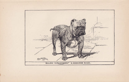 1900 BULLDOG Print - Original Antique Dog Print - R. H. Moore - Dog Wall Art - Dog Lover - Dog Gift - 8.6 x 5.6 Inches
