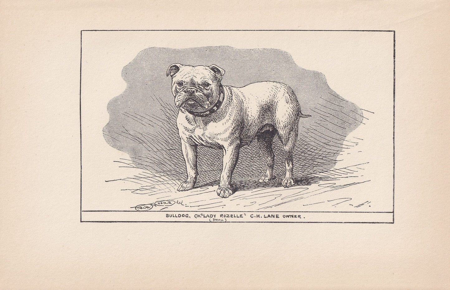 1900 BULLDOG Print - Original Antique Dog Print - R. H. Moore - Dog Wall Art - Dog Lover - Dog Gift - 8.6 x 5.6 Inches