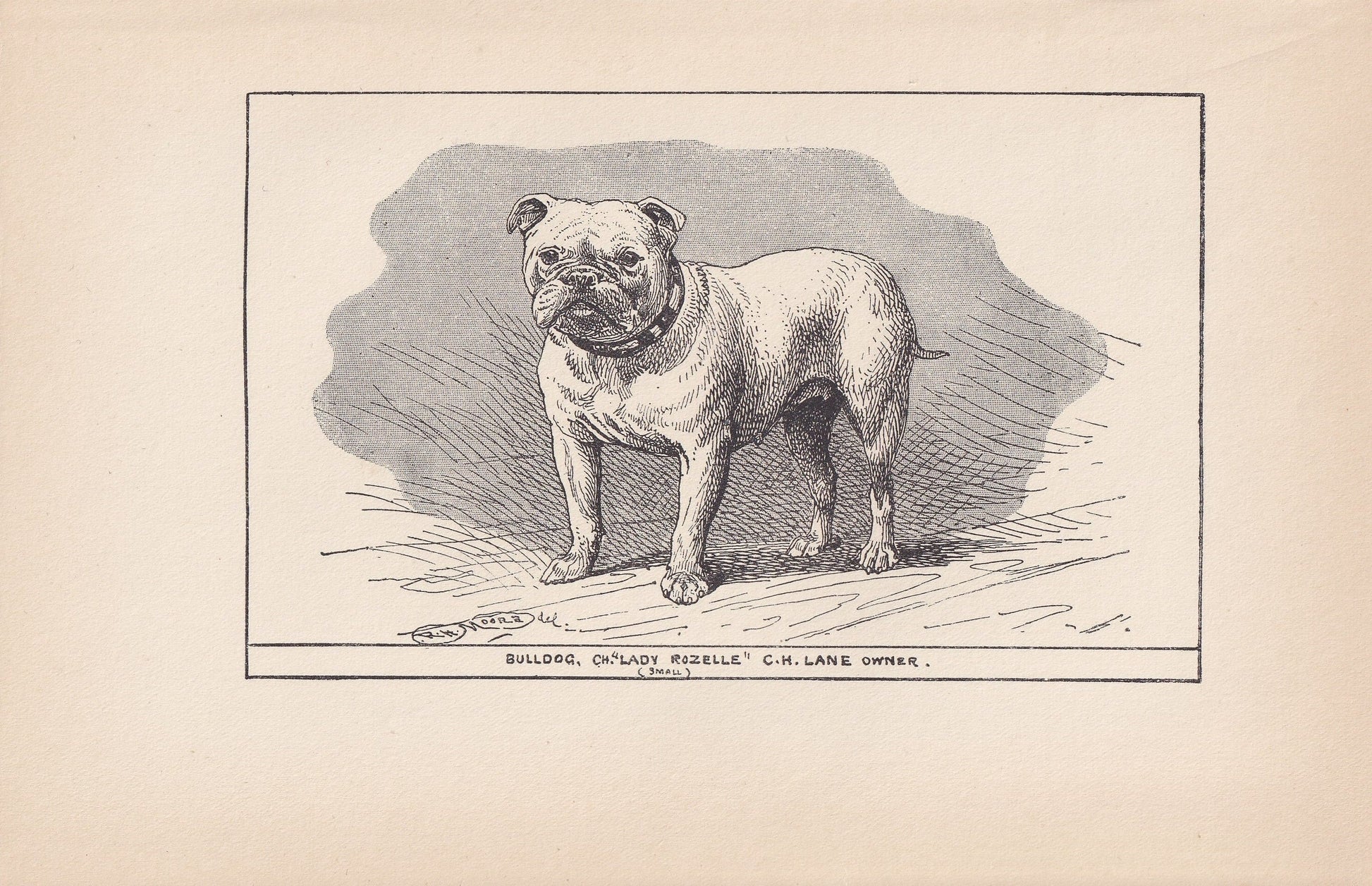 1900 BULLDOG Print - Original Antique Dog Print - R. H. Moore - Dog Wall Art - Dog Lover - Dog Gift - 8.6 x 5.6 Inches