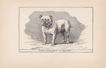 1900 BULLDOG Print - Original Antique Dog Print - R. H. Moore - Dog Wall Art - Dog Lover - Dog Gift - 8.6 x 5.6 Inches