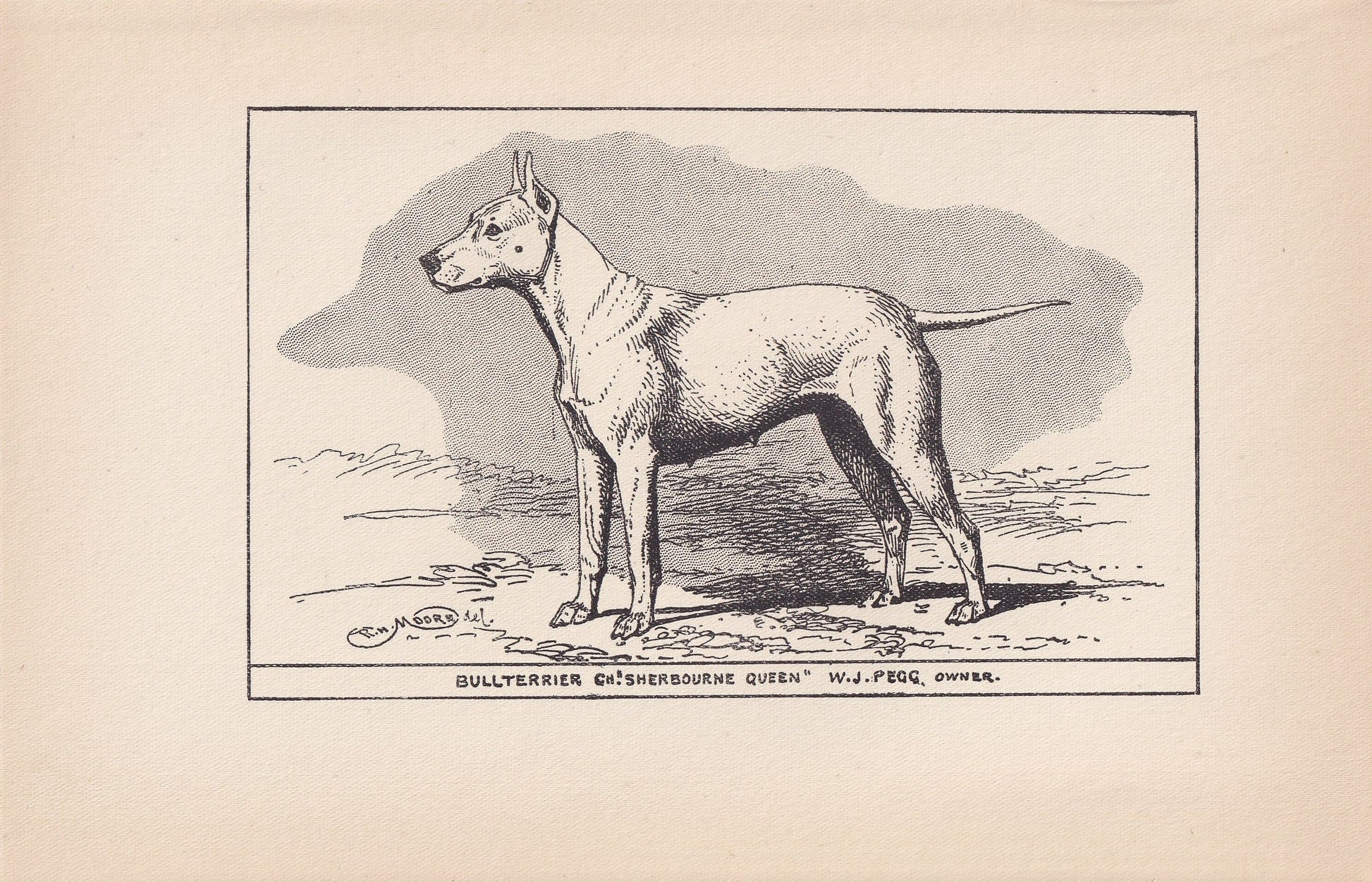 1900 BULL TERRIER DOG Print - Original Antique Dog Print - R. H. Moore - Dog Wall Art - Dog Lover - Dog Gift - 8.6 x 5.6 Inches