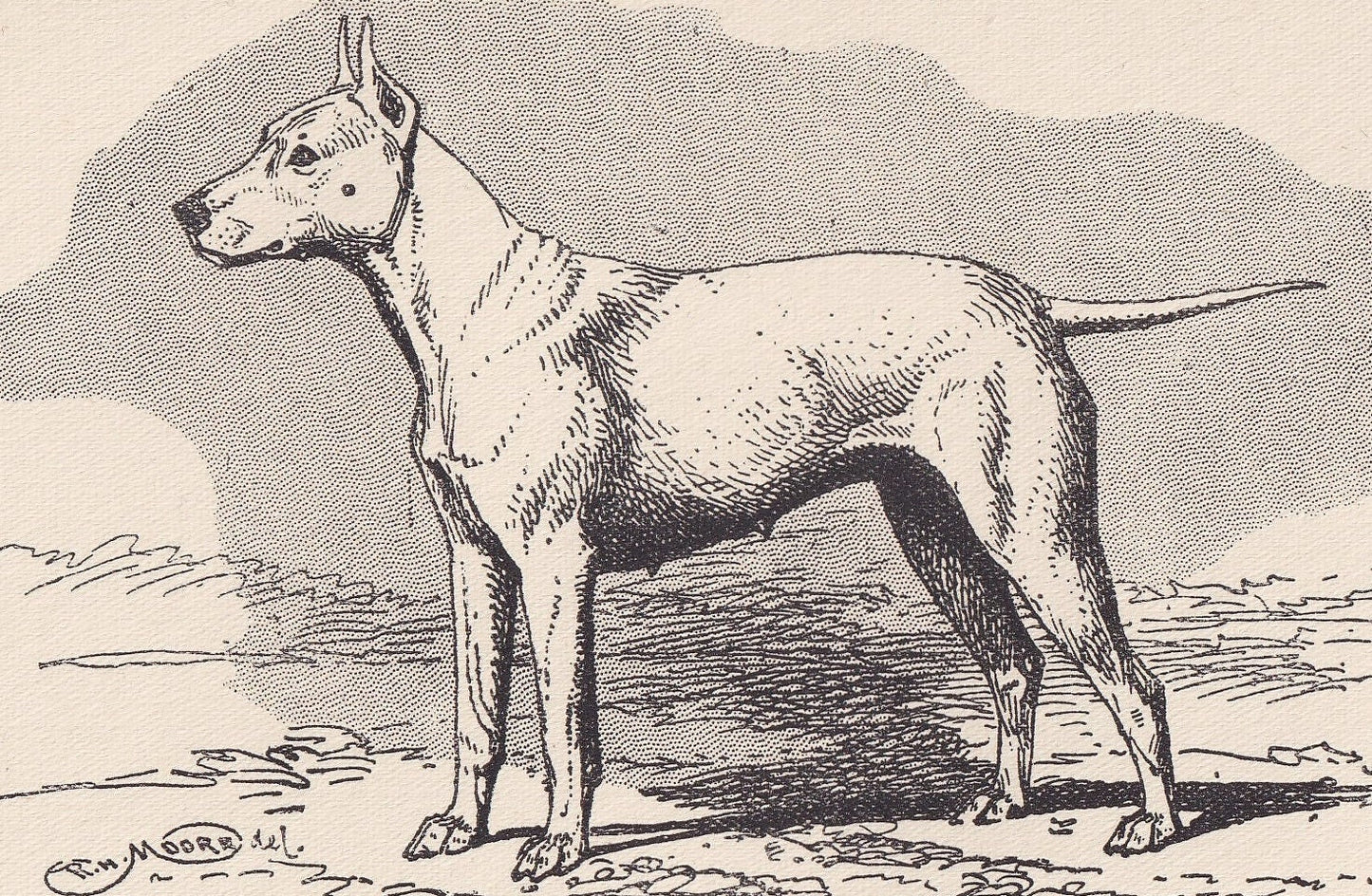 1900 BULL TERRIER DOG Print - Original Antique Dog Print - R. H. Moore - Dog Wall Art - Dog Lover - Dog Gift - 8.6 x 5.6 Inches