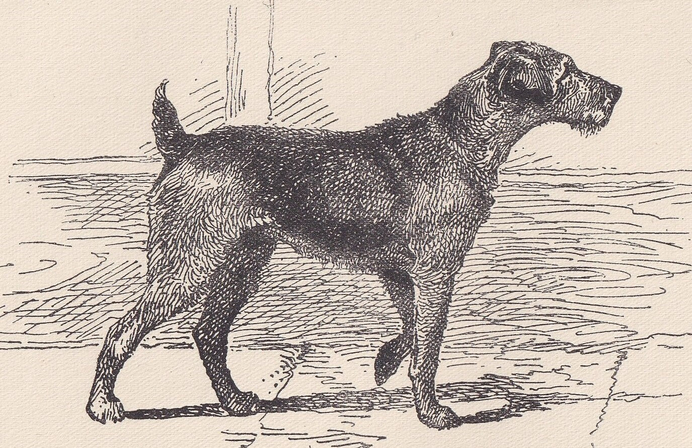 1900 AIREDALE TERRIER DOG Print - Original Antique Dog Print - R. H. Moore - Dog Wall Art - Dog Lover - Dog Gift - 8.6 x 5.6 Inches