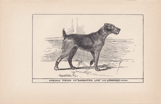 1900 AIREDALE TERRIER DOG Print - Original Antique Dog Print - R. H. Moore - Dog Wall Art - Dog Lover - Dog Gift - 8.6 x 5.6 Inches