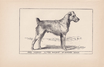 1900 IRISH TERRIER DOG Print - Original Antique Dog Print - R. H. Moore - Dog Wall Art - Dog Lover - Dog Gift - 8.6 x 5.6 Inches