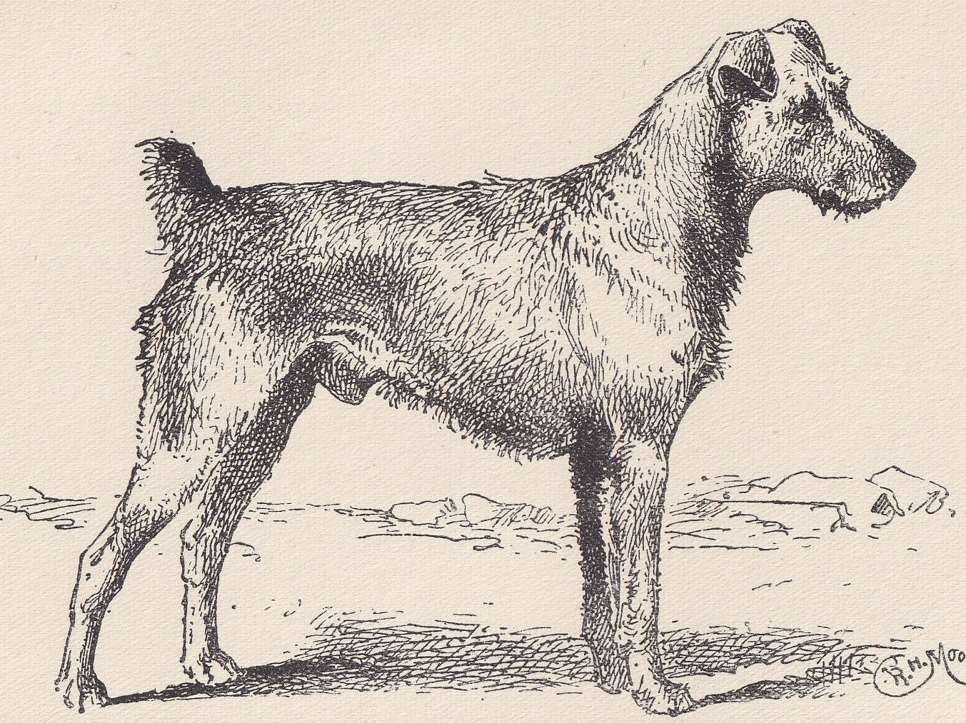 1900 IRISH TERRIER DOG Print - Original Antique Dog Print - R. H. Moore - Dog Wall Art - Dog Lover - Dog Gift - 8.6 x 5.6 Inches