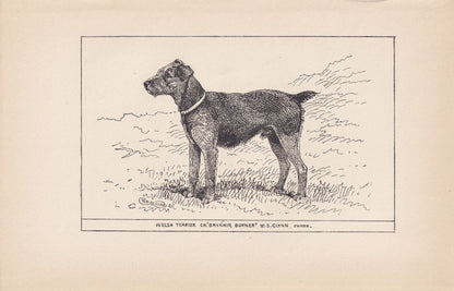 1900 WELSH TERRIER DOG Print - Original Antique Dog Print - R. H. Moore - Dog Wall Art - Dog Lover - Dog Gift - 8.6 x 5.6 Inches