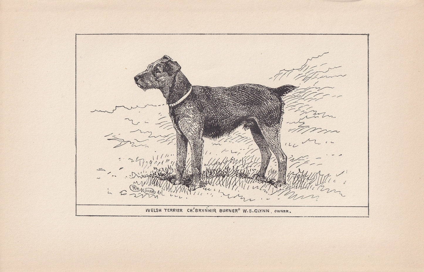 1900 WELSH TERRIER DOG Print - Original Antique Dog Print - R. H. Moore - Dog Wall Art - Dog Lover - Dog Gift - 8.6 x 5.6 Inches