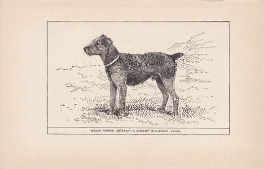 1900 WELSH TERRIER DOG Print - Original Antique Dog Print - R. H. Moore - Dog Wall Art - Dog Lover - Dog Gift - 8.6 x 5.6 Inches
