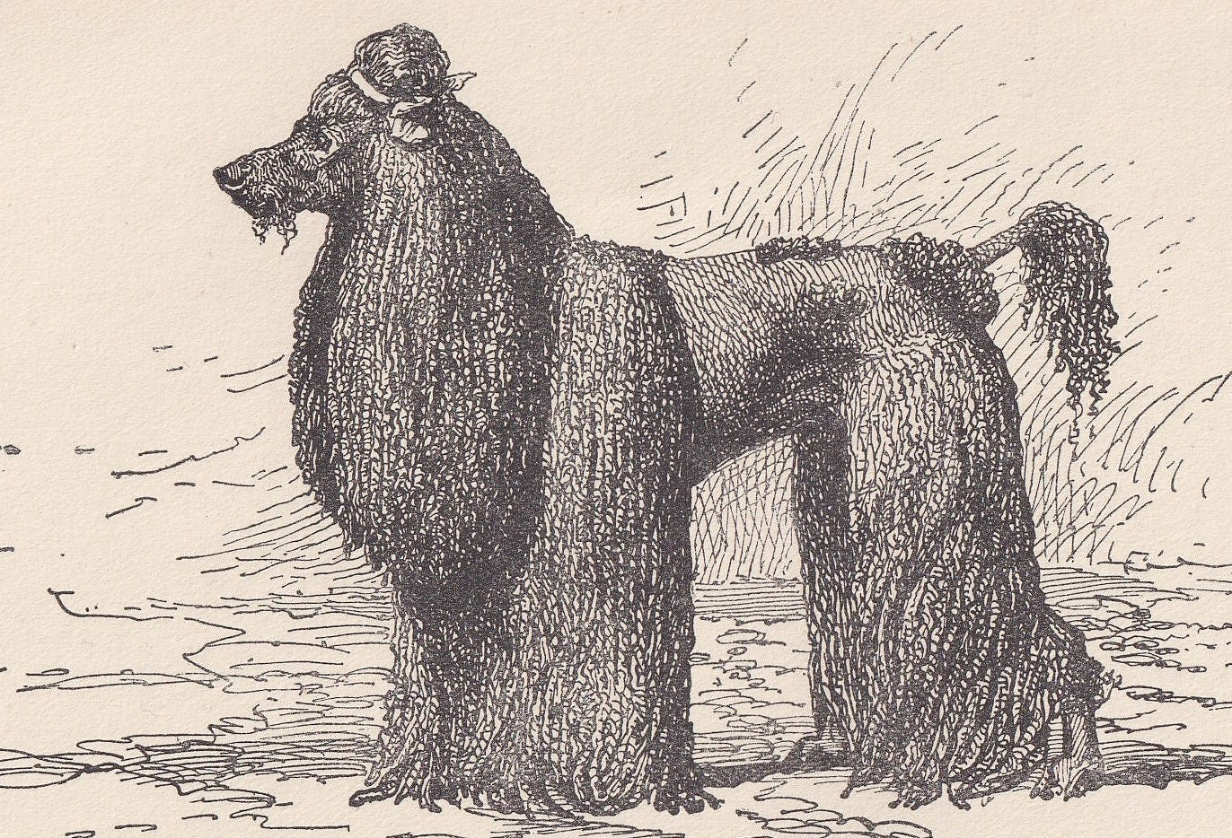 1900 CORDED POODLE DOG Print - Original Antique Dog Print - R. H. Moore - Dog Wall Art - Dog Lover - Dog Gift - 8.6 x 5.6 Inc