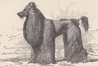 1900 CORDED POODLE DOG Print - Original Antique Dog Print - R. H. Moore - Dog Wall Art - Dog Lover - Dog Gift - 8.6 x 5.6 Inc