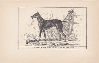 1900 BLACK & TAN TERRIER Dog Print - Original Antique Dog Print - R. H. Moore - Dog Wall Art - Dog Lover - Dog Gift - 8.6 x 5.6 Inches