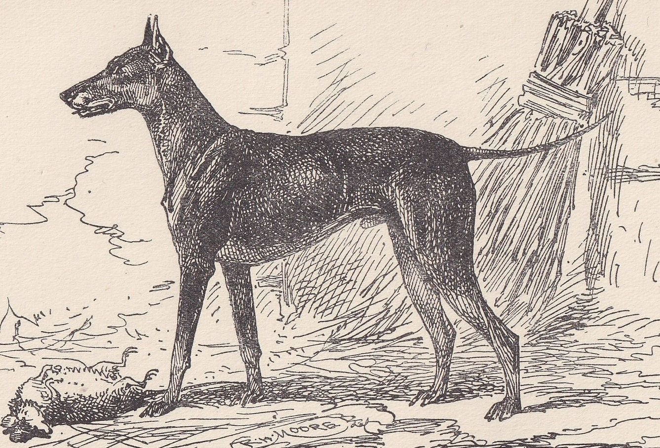 1900 BLACK & TAN TERRIER Dog Print - Original Antique Dog Print - R. H. Moore - Dog Wall Art - Dog Lover - Dog Gift - 8.6 x 5.6 Inches