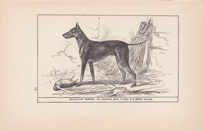1900 BLACK & TAN TERRIER Dog Print - Original Antique Dog Print - R. H. Moore - Dog Wall Art - Dog Lover - Dog Gift - 8.6 x 5.6 Inches