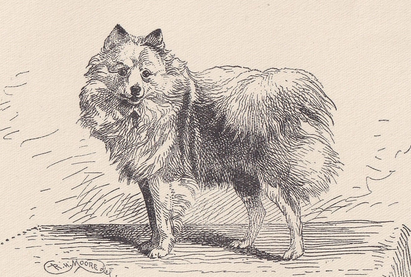 1900 POMERANIAN DOG Print - Original Antique Dog Print - R. H. Moore - Dog Wall Art - Dog Lover - Dog Gift - 8.6 x 5.6 Inches