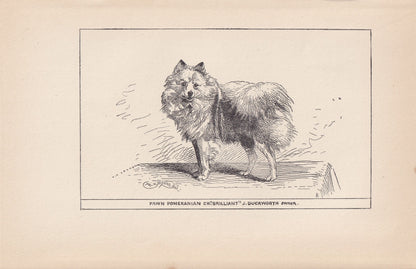 1900 POMERANIAN DOG Print - Original Antique Dog Print - R. H. Moore - Dog Wall Art - Dog Lover - Dog Gift - 8.6 x 5.6 Inches