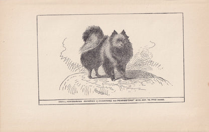 1900 SMALL POMERANIAN DOG Print - Original Antique Dog Print - R. H. Moore - Dog Wall Art - Dog Lover - Dog Gift - 8.6 x 5.6 