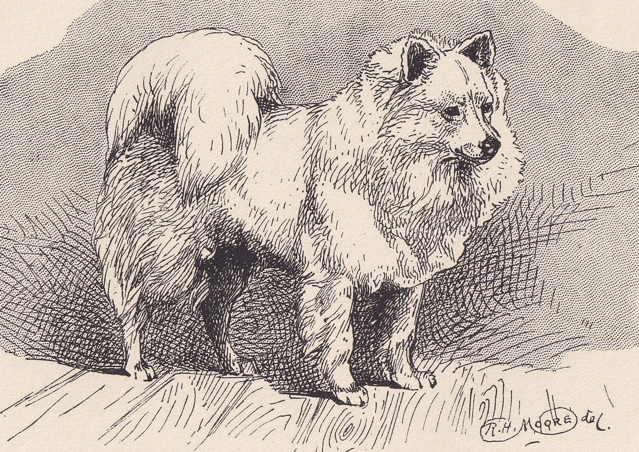1900 WHITE POMERANIAN DOG Print - Original Antique Dog Print - R. H. Moore - Dog Wall Art - Dog Lover - Dog Gift - 8.6 x 5.6 