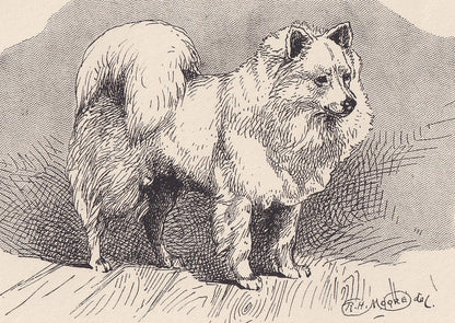 1900 WHITE POMERANIAN DOG Print - Original Antique Dog Print - R. H. Moore - Dog Wall Art - Dog Lover - Dog Gift - 8.6 x 5.6 