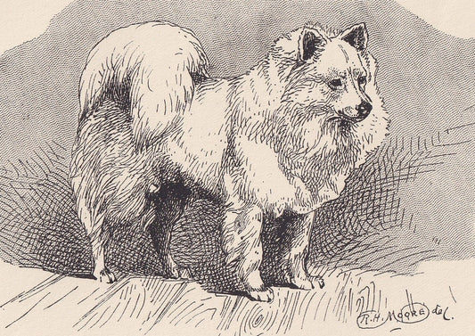 1900 WHITE POMERANIAN DOG Print - Original Antique Dog Print - R. H. Moore - Dog Wall Art - Dog Lover - Dog Gift - 8.6 x 5.6 