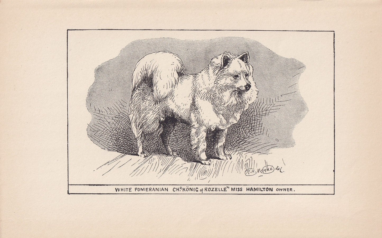 1900 WHITE POMERANIAN DOG Print - Original Antique Dog Print - R. H. Moore - Dog Wall Art - Dog Lover - Dog Gift - 8.6 x 5.6 