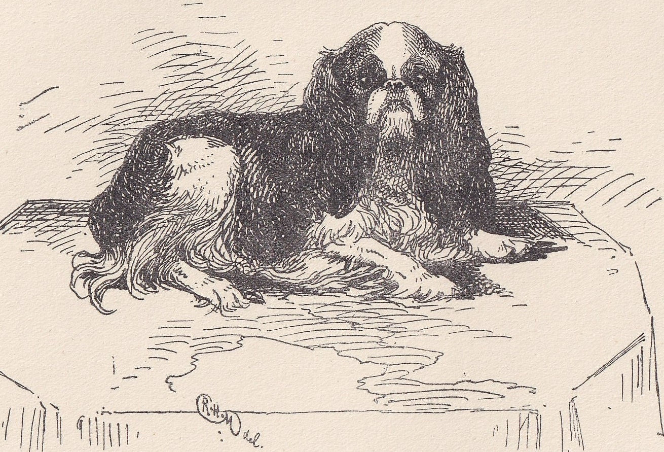 1900 KING CHARLES SPANIEL Dog Print - Original Antique Dog Print - R. H. Moore - Dog Wall Art - Dog Lover - Dog Gift - 8.6 x 