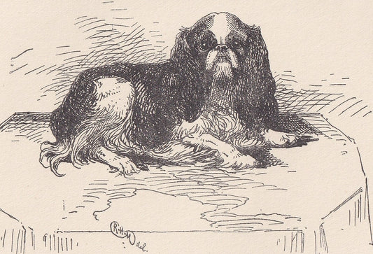 1900 KING CHARLES SPANIEL Dog Print - Original Antique Dog Print - R. H. Moore - Dog Wall Art - Dog Lover - Dog Gift - 8.6 x 