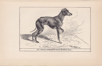 1900 TOY TERRIER DOG Print - Original Antique Dog Print - R. H. Moore - Dog Wall Art - Dog Lover - Dog Gift - 8.6 x 5.6 Inches