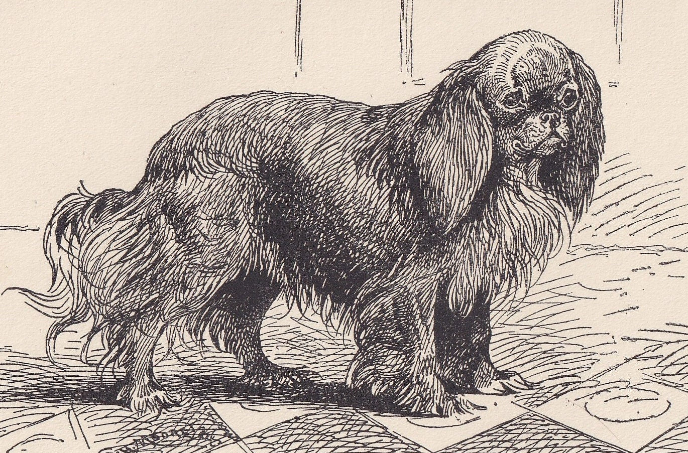 1900 KING CHARLES SPANIEL Dog Print - Original Antique Dog Print - R. H. Moore - Dog Wall Art - Dog Lover - Dog Gift - 8.6 x 