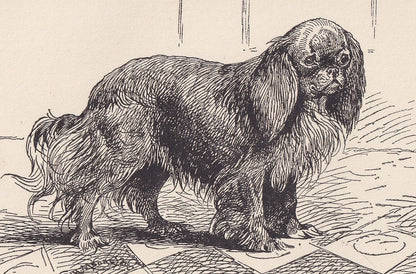 1900 KING CHARLES SPANIEL Dog Print - Original Antique Dog Print - R. H. Moore - Dog Wall Art - Dog Lover - Dog Gift - 8.6 x 