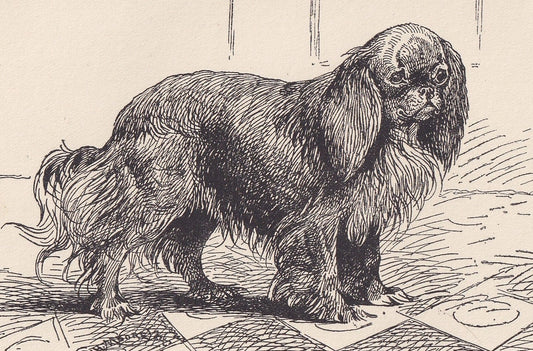 1900 KING CHARLES SPANIEL Dog Print - Original Antique Dog Print - R. H. Moore - Dog Wall Art - Dog Lover - Dog Gift - 8.6 x 