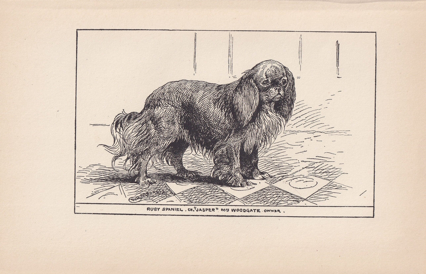 1900 KING CHARLES SPANIEL Dog Print - Original Antique Dog Print - R. H. Moore - Dog Wall Art - Dog Lover - Dog Gift - 8.6 x 