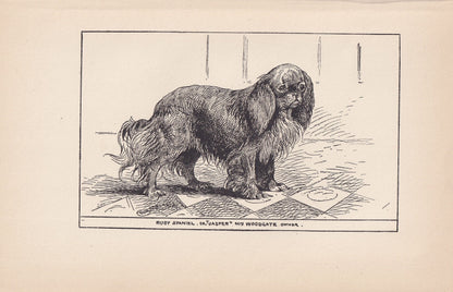 1900 KING CHARLES SPANIEL Dog Print - Original Antique Dog Print - R. H. Moore - Dog Wall Art - Dog Lover - Dog Gift - 8.6 x 