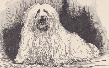 1900 MALTESE DOG Print - Original Antique Dog Print - R. H. Moore - Dog Wall Art - Dog Lover - Dog Gift - 8.6 x 5.6 Inches