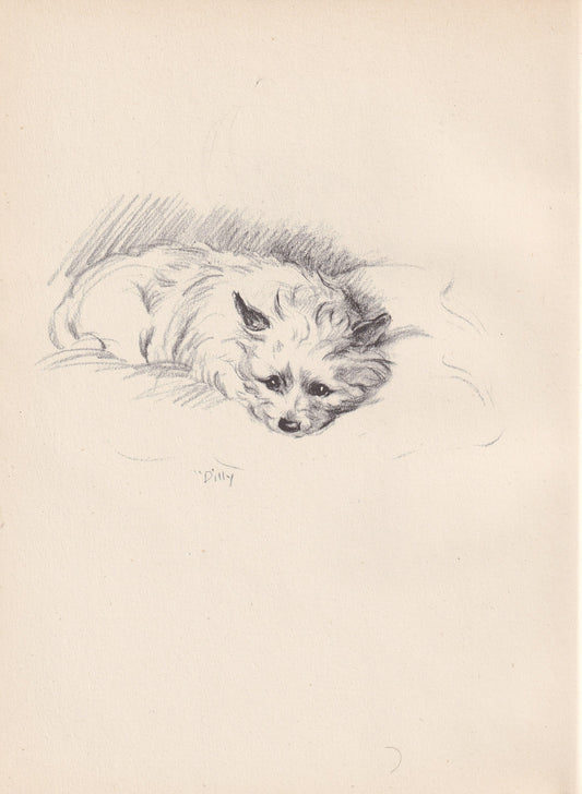 1946 CAIRN TERRIER DOG Print - Lucy Dawson - Cairn Terrier Art - Original Antique Dog Print - Dog Wall Art - Dog Gift - 7 x 9.5 Inches
