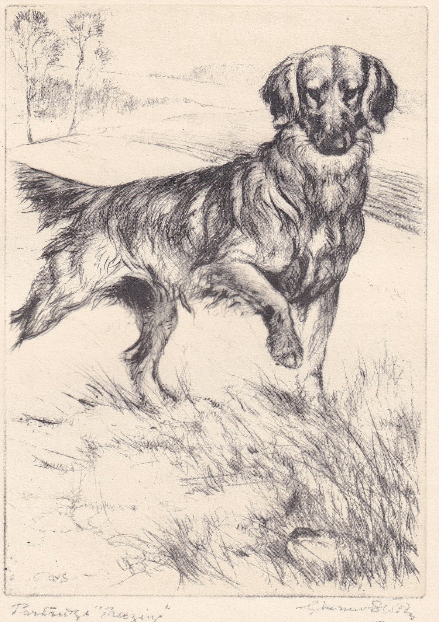 1930 GOLDEN RETRIEVER DOG Print - Original Antique Dog Print - Vernon Stokes - Dog Wall Art - Dog Gift - 8.25 x 11 Inches