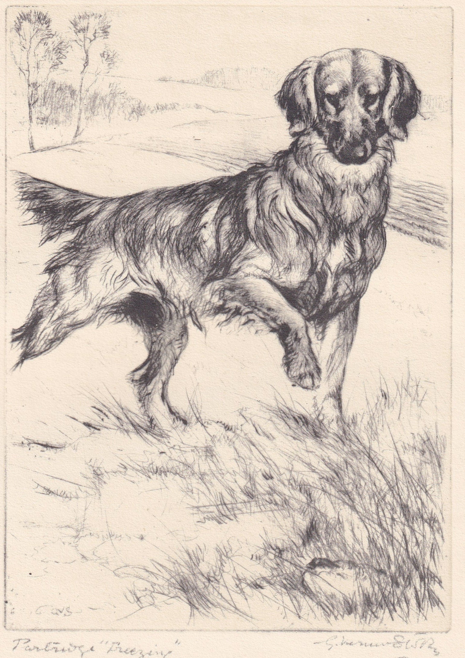 1930 GOLDEN RETRIEVER DOG Print - Original Antique Dog Print - Vernon Stokes - Dog Wall Art - Dog Gift - 8.25 x 11 Inches