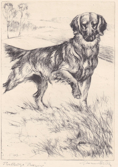 1930 GOLDEN RETRIEVER DOG Print - Original Antique Dog Print - Vernon Stokes - Dog Wall Art - Dog Gift - 8.25 x 11 Inches