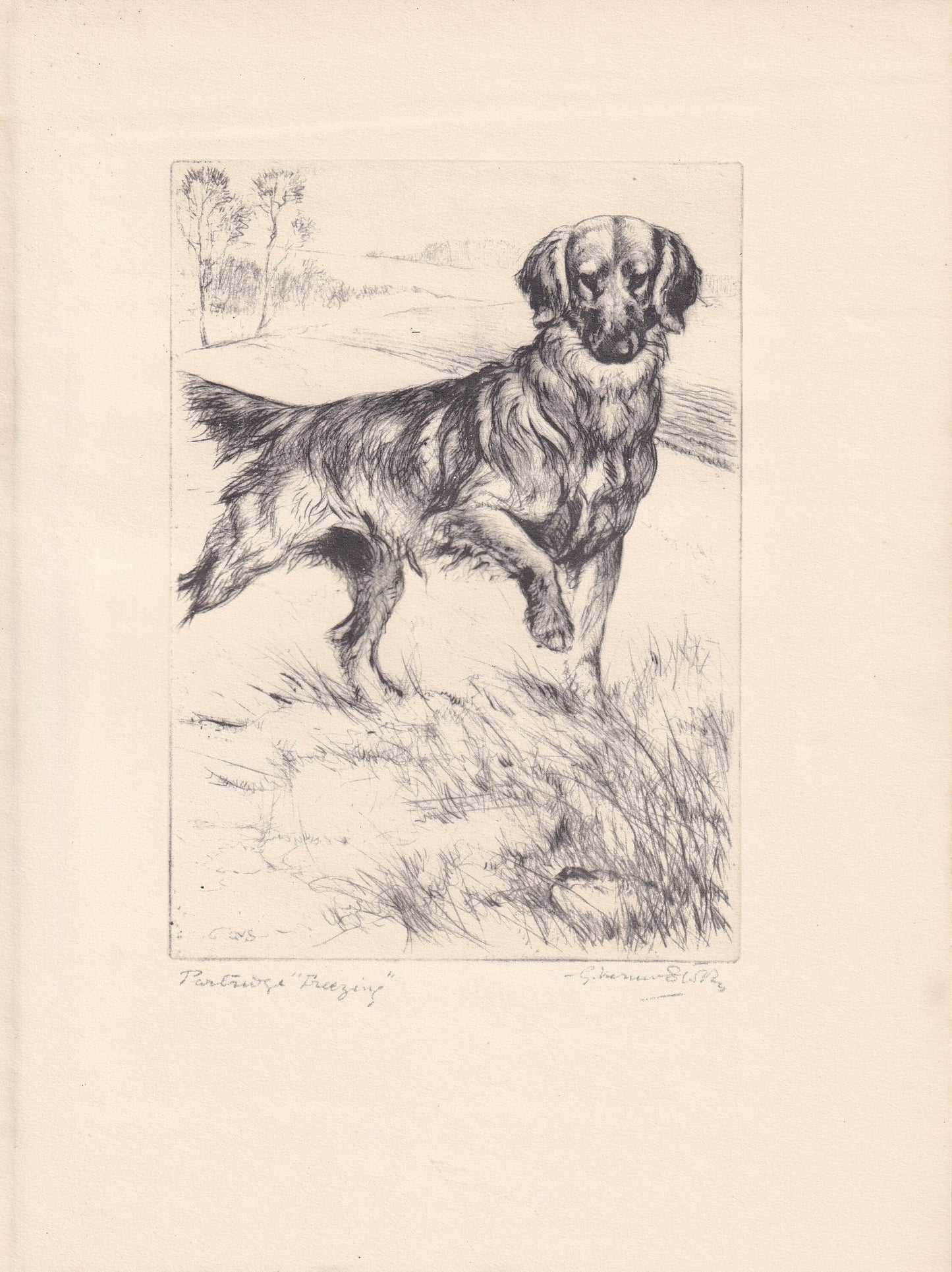 1930 GOLDEN RETRIEVER DOG Print - Original Antique Dog Print - Vernon Stokes - Dog Wall Art - Dog Gift - 8.25 x 11 Inches