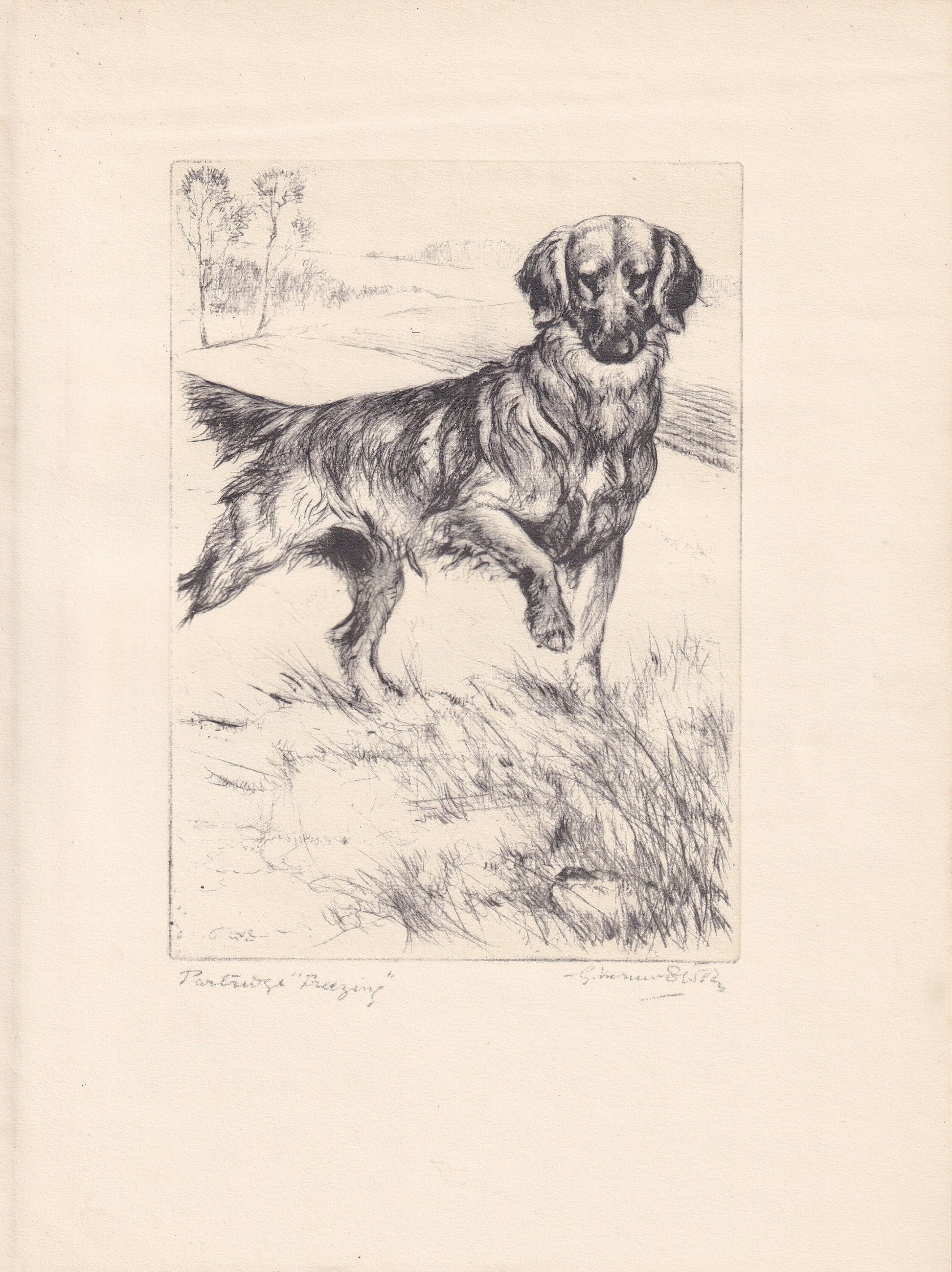 1930 GOLDEN RETRIEVER DOG Print - Original Antique Dog Print - Vernon Stokes - Dog Wall Art - Dog Gift - 8.25 x 11 Inches